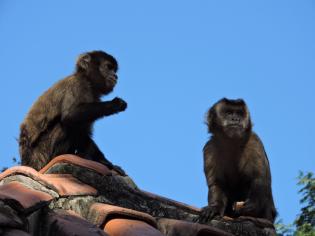 black-monkeys.jpg